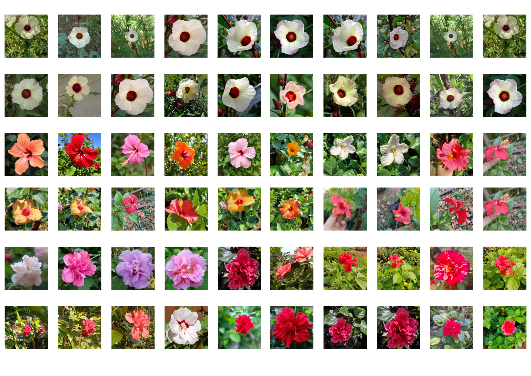 Hibiscus Flower Samples